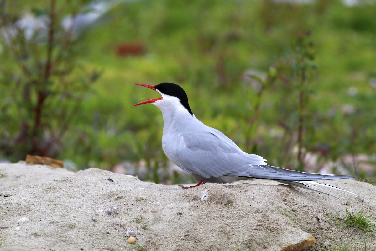 Küstenseeschwalbe - ML644550019