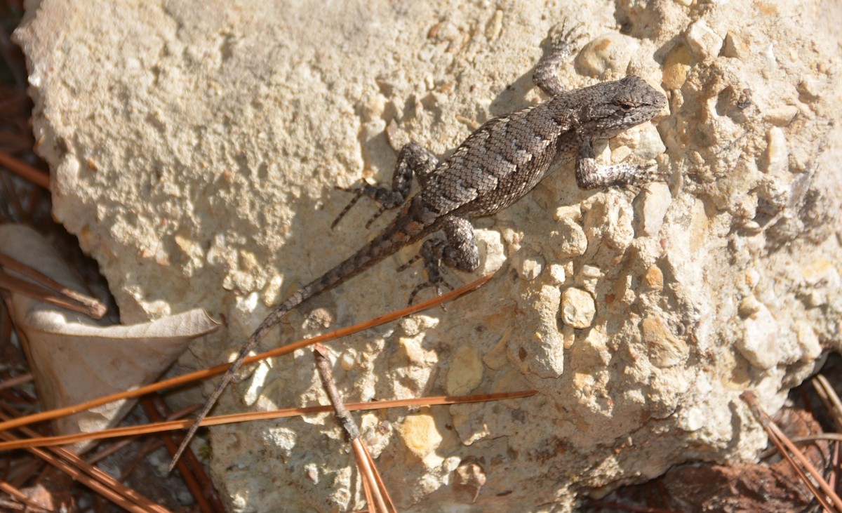 Animals - ML644550021