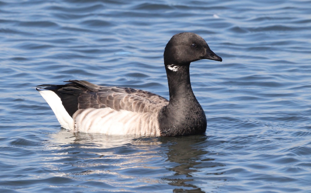 Хар толгойт галуу - ML644550023