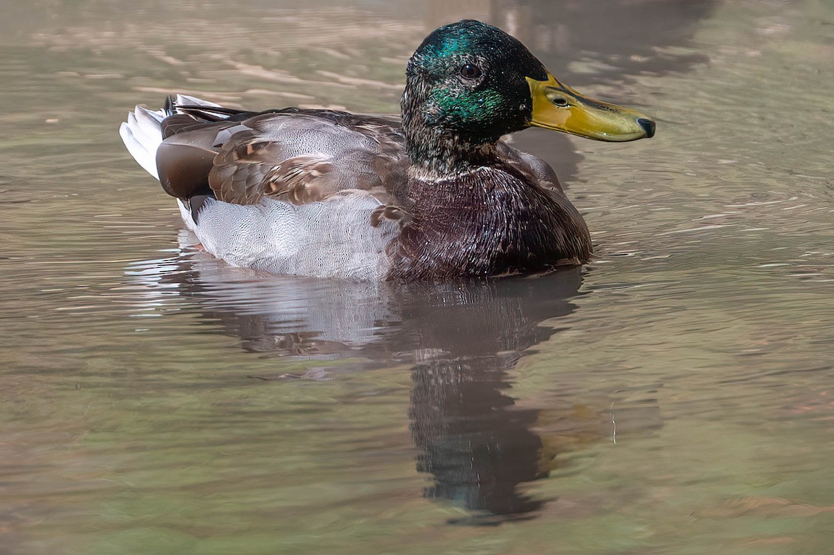 Mallard - ML644550025