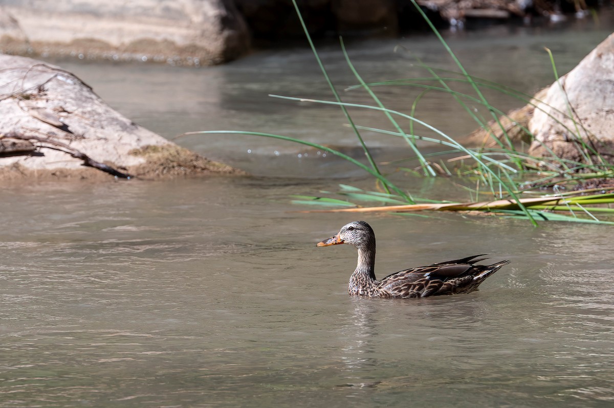 Mallard - ML644550026