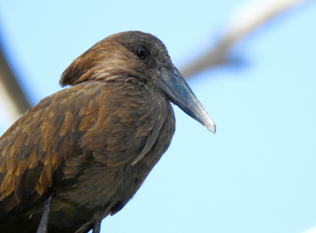 Hamerkop - ML644550027