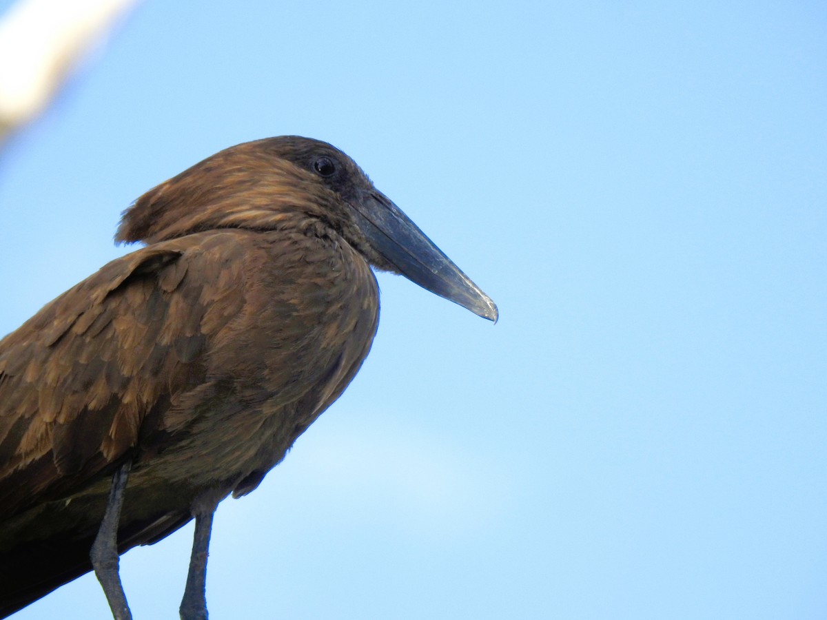 Hamerkop - ML644550028