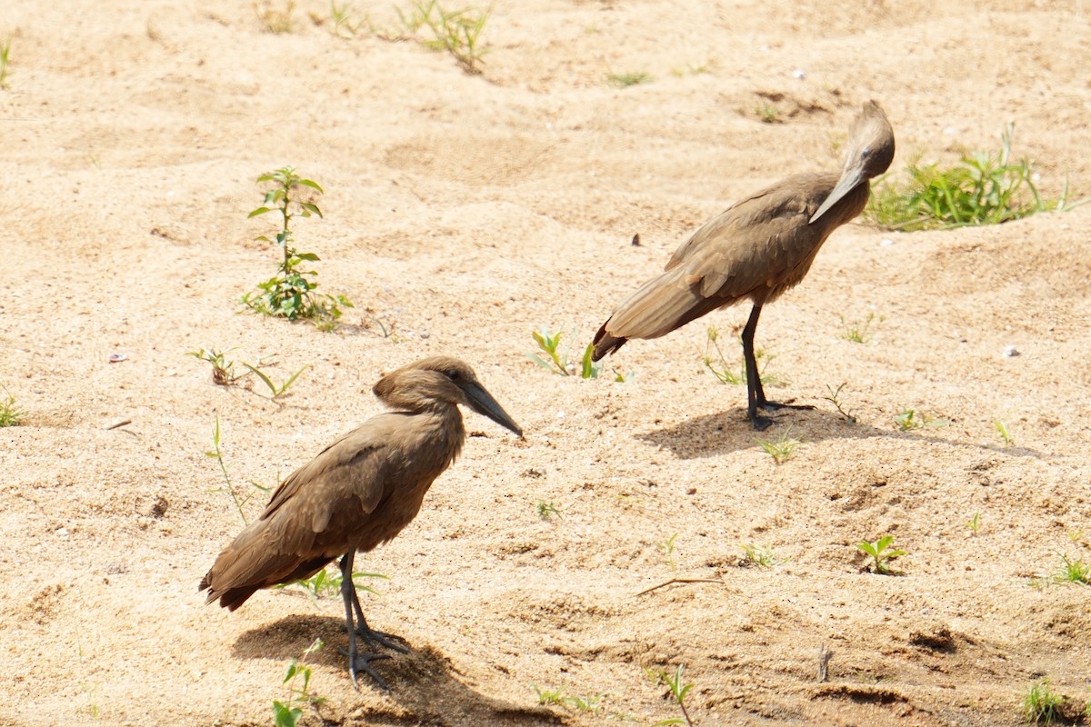 Hamerkop - ML644550036