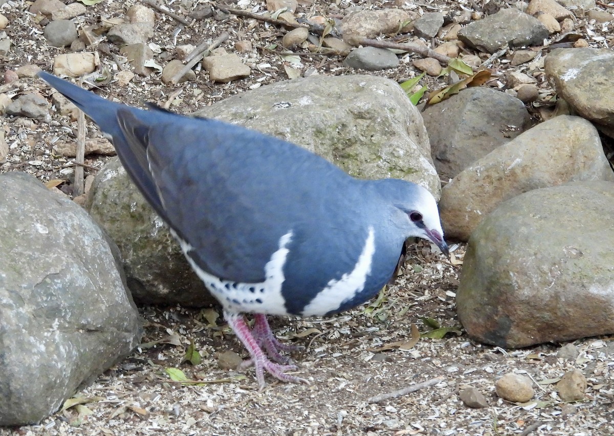 Wonga Pigeon - ML644550049