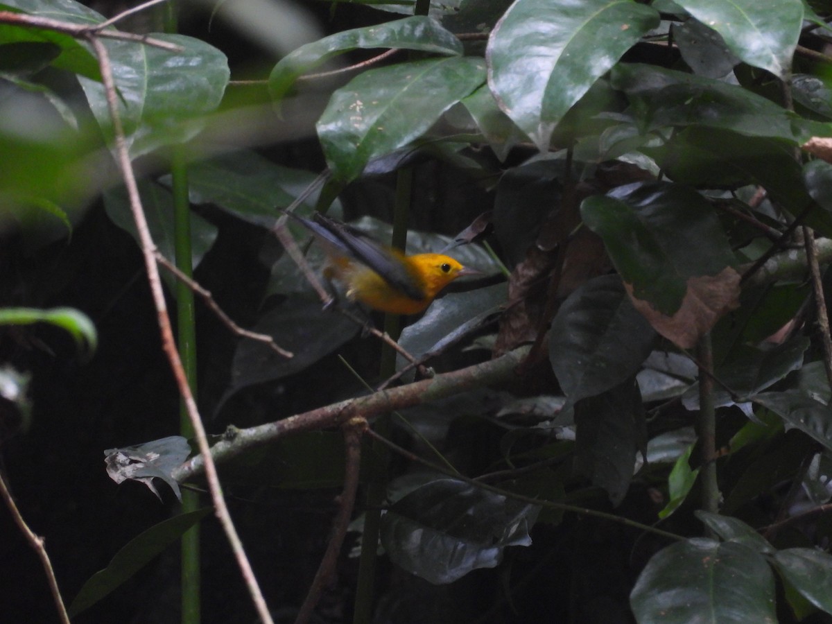 オウゴンアメリカムシクイ - ML644550050