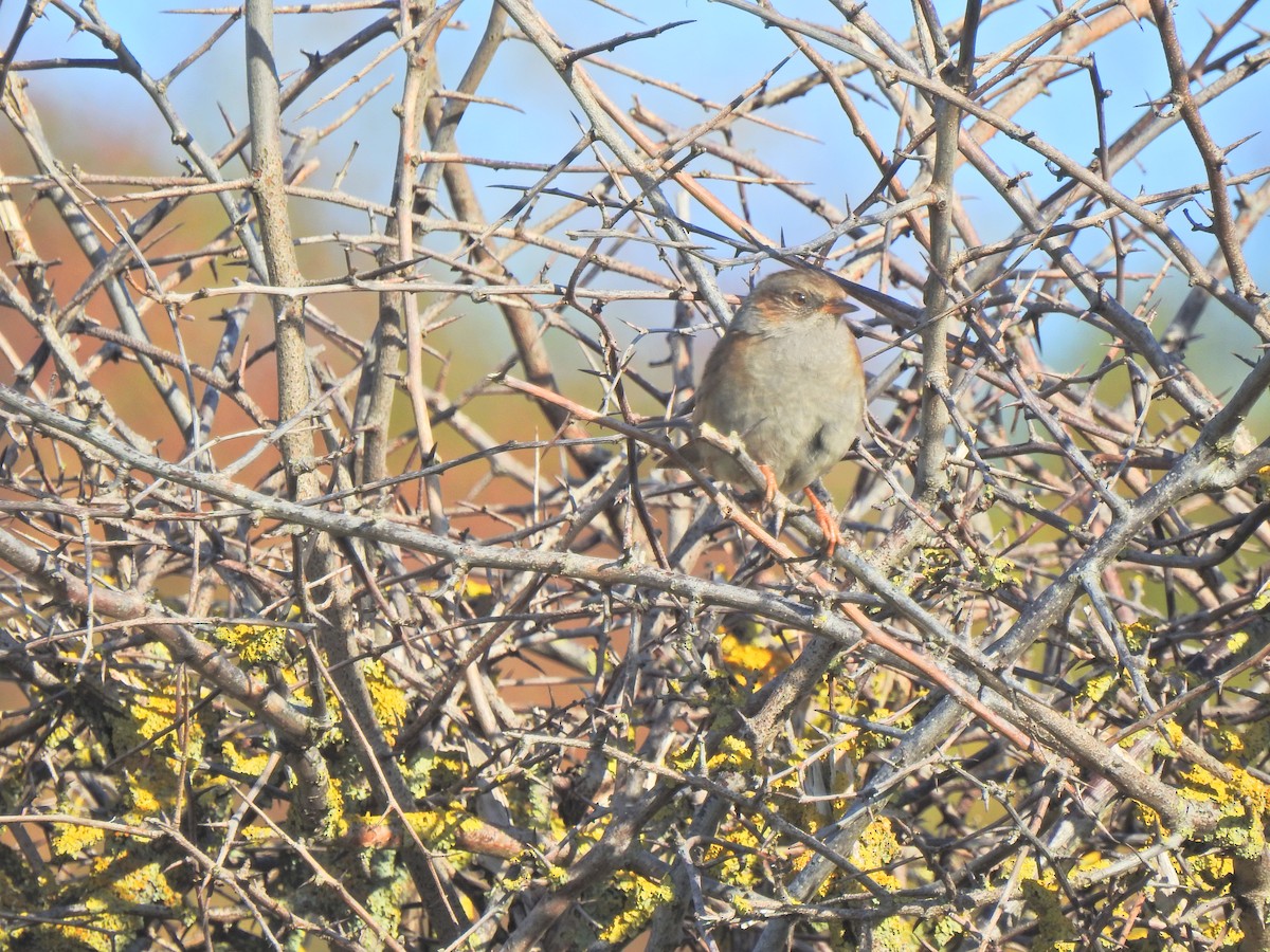 Dunnock - ML644550052