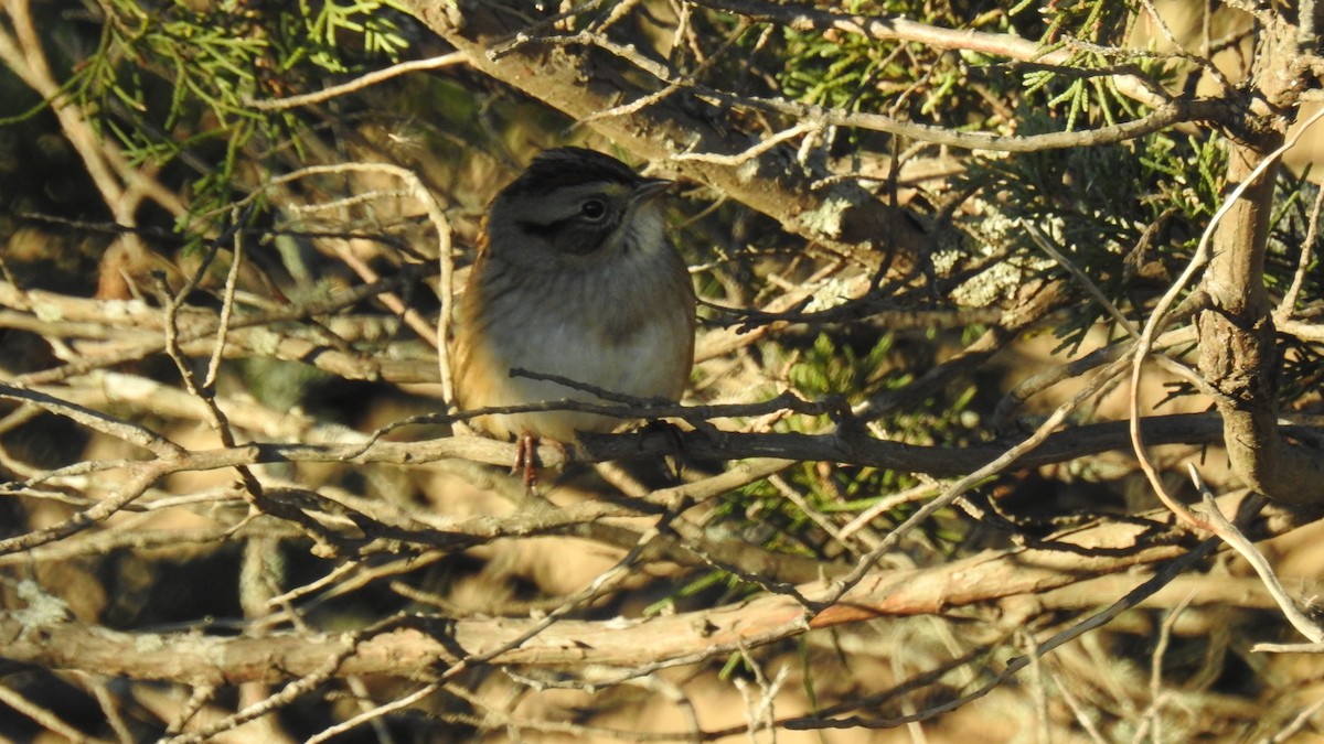 ヌマウタスズメ - ML644550062