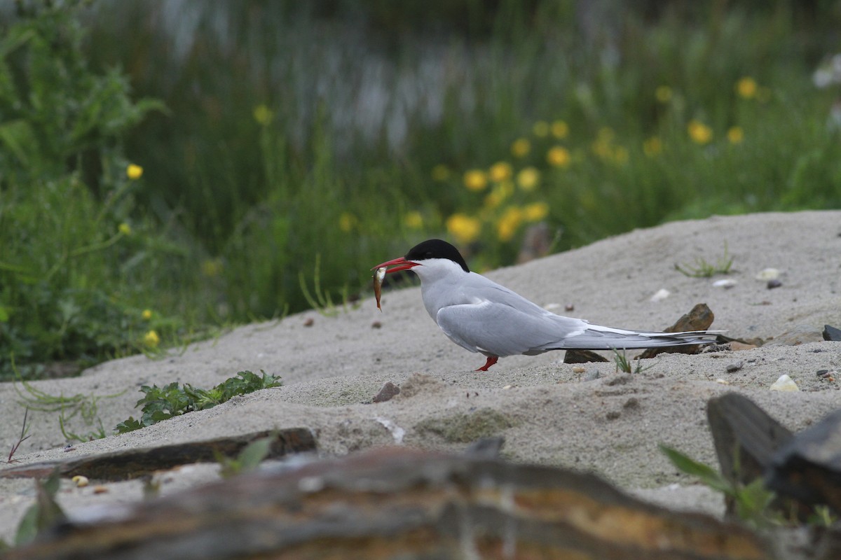 Küstenseeschwalbe - ML644550065