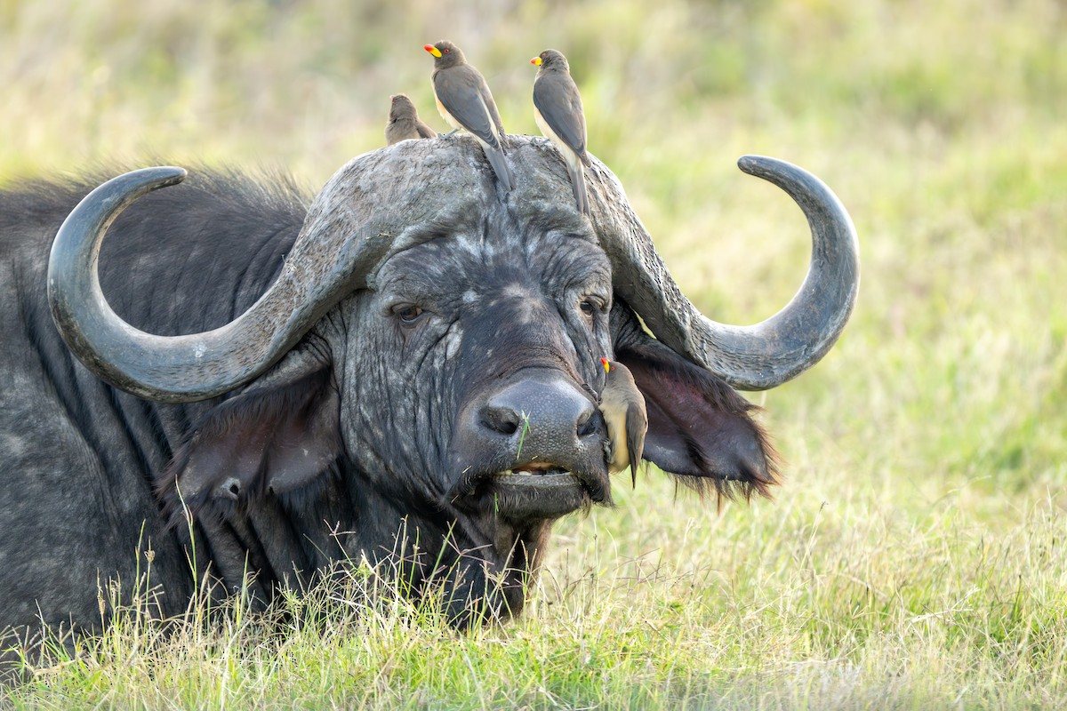 Yellow-billed Oxpecker - ML644550066