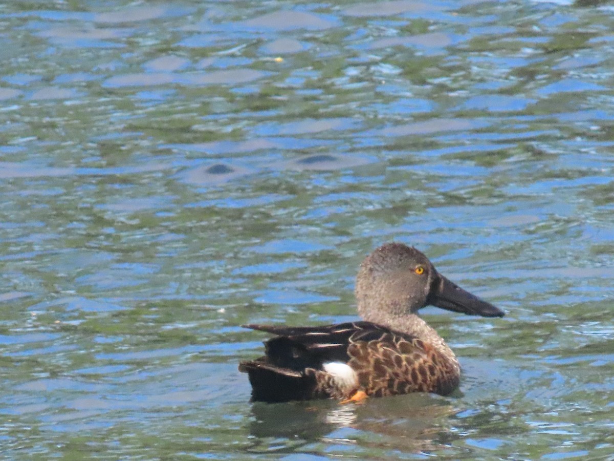 Австралийская широконоска - ML644550067