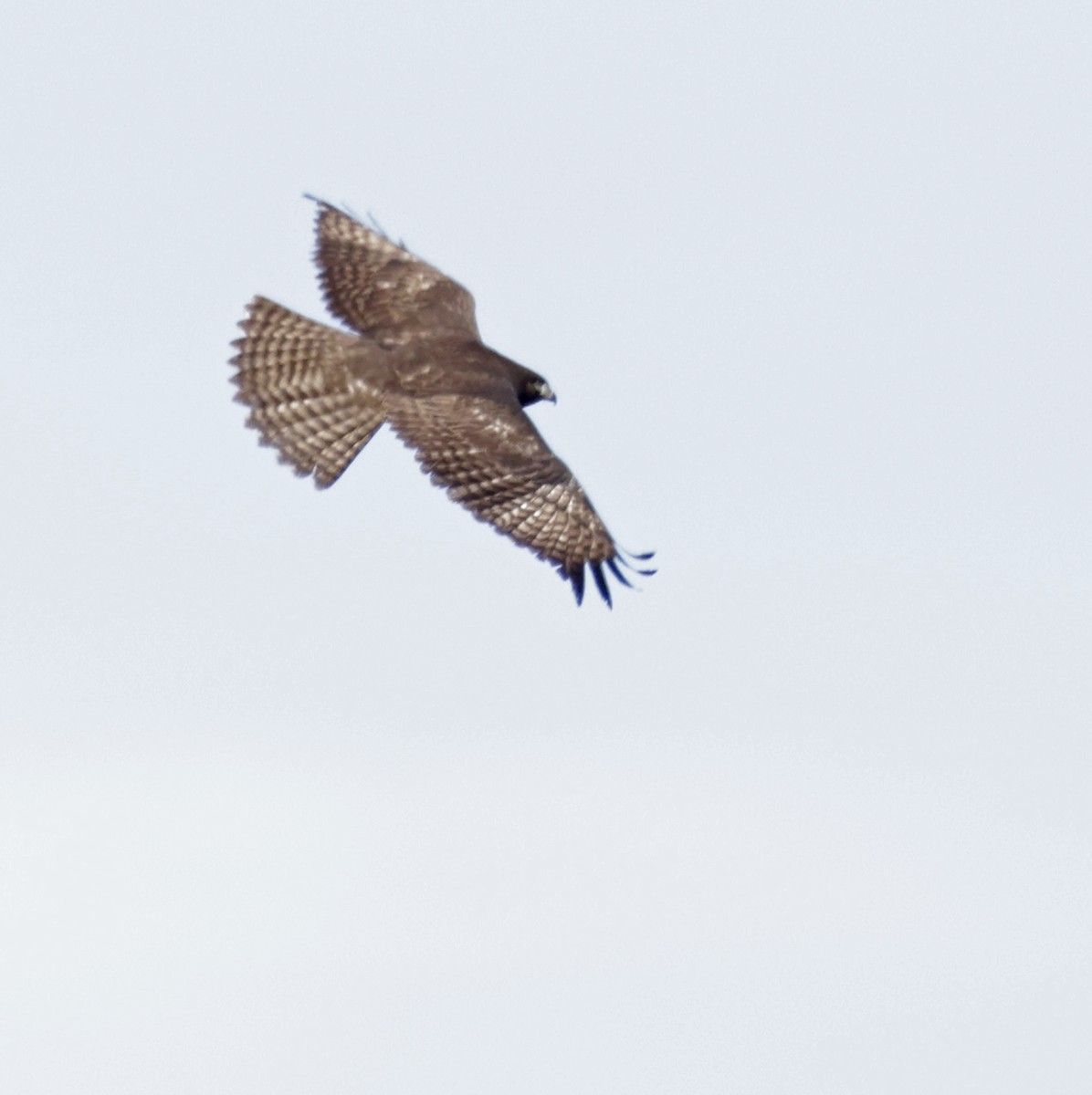 Red-tailed Hawk (Harlan's) - ML644550070