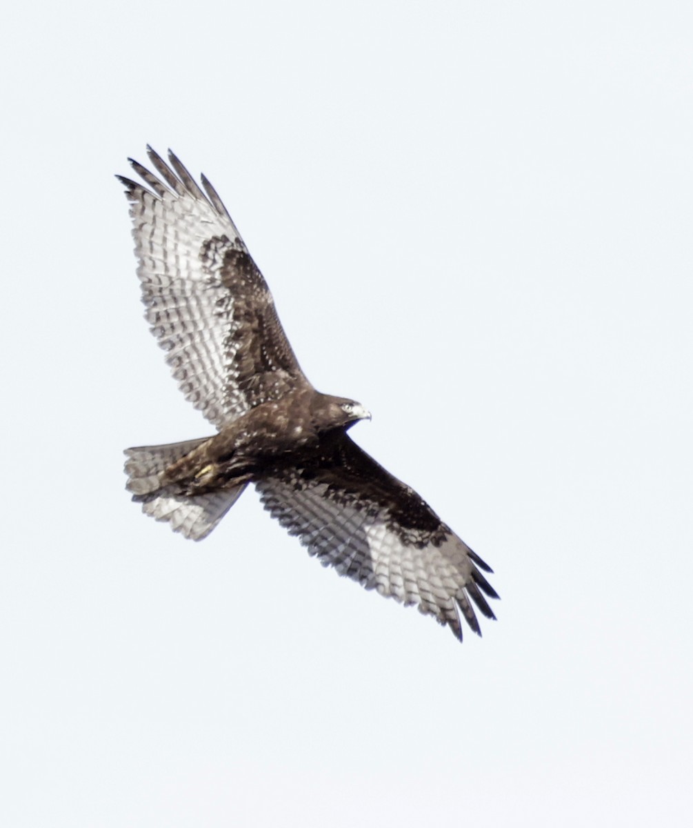 Red-tailed Hawk (Harlan's) - ML644550071