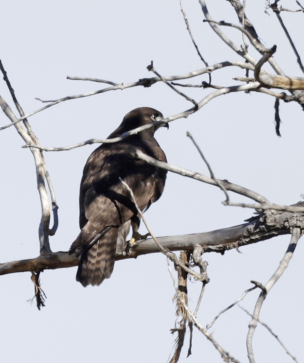 Red-tailed Hawk (Harlan's) - ML644550072