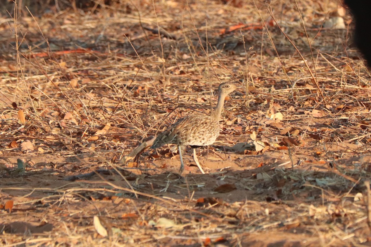 Rotschopftrappe - ML644550075