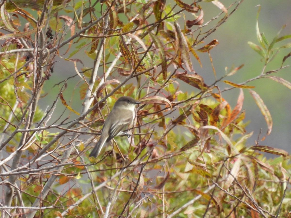 Eastern Phoebe - ML644550076