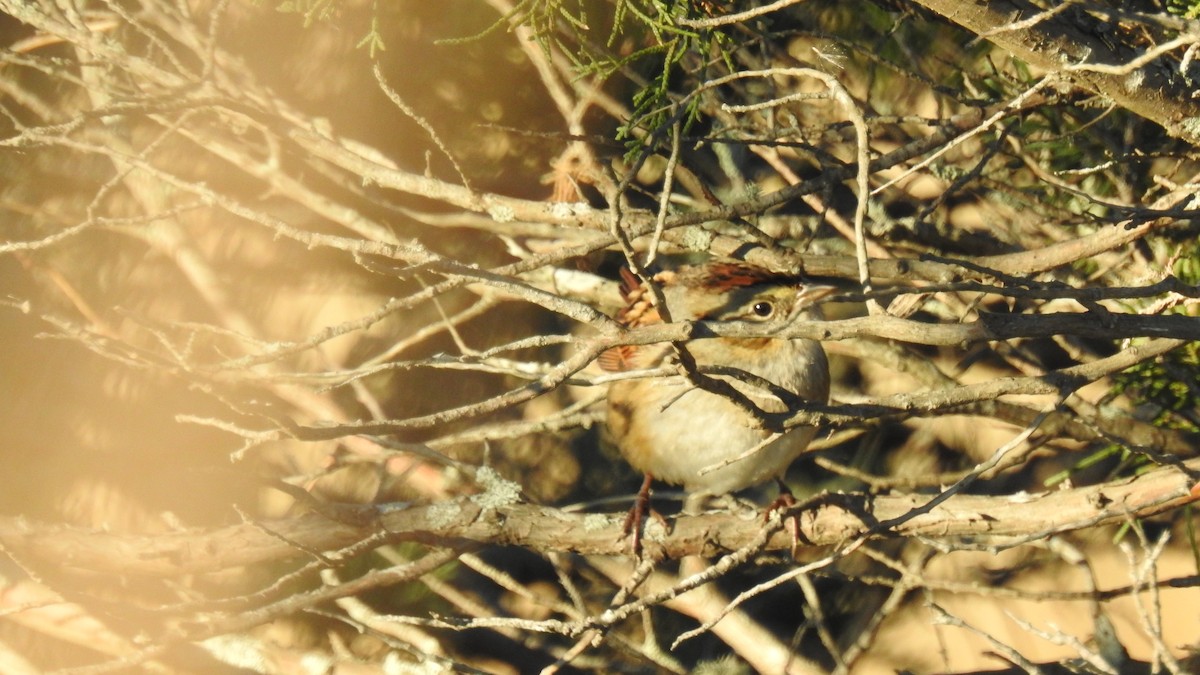 ヌマウタスズメ - ML644550083