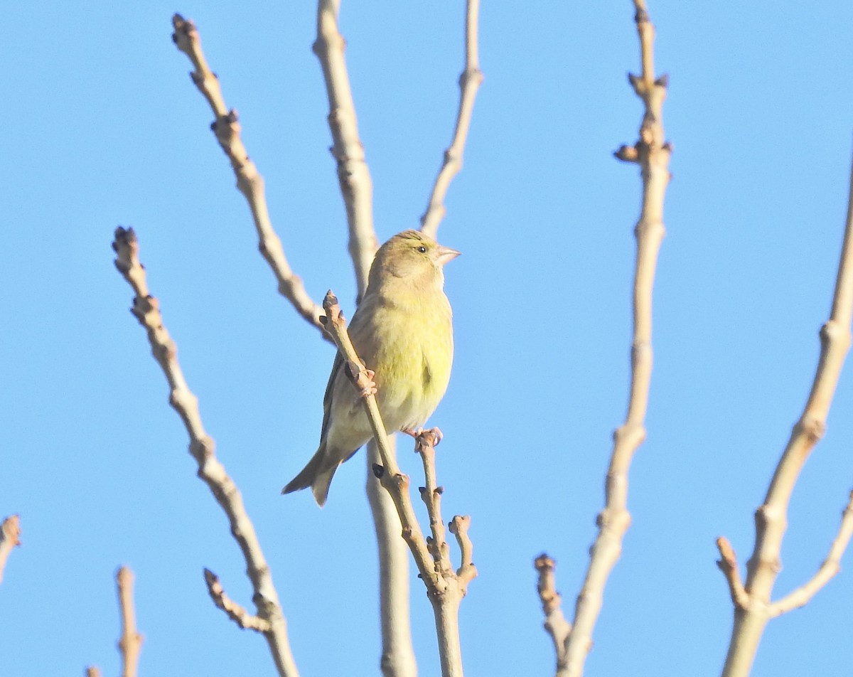 Verdier d'Europe - ML644550086