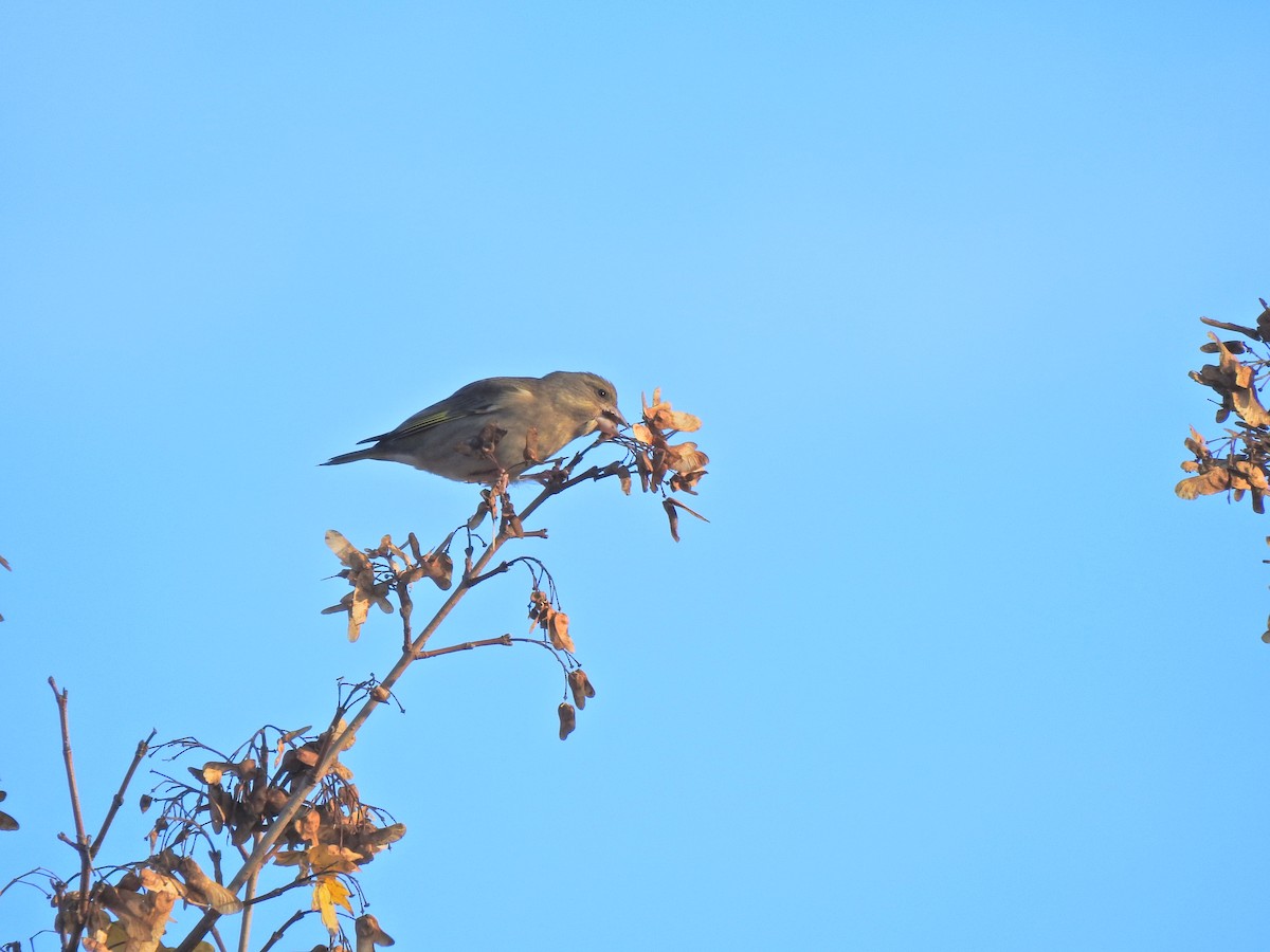 Verdier d'Europe - ML644550088