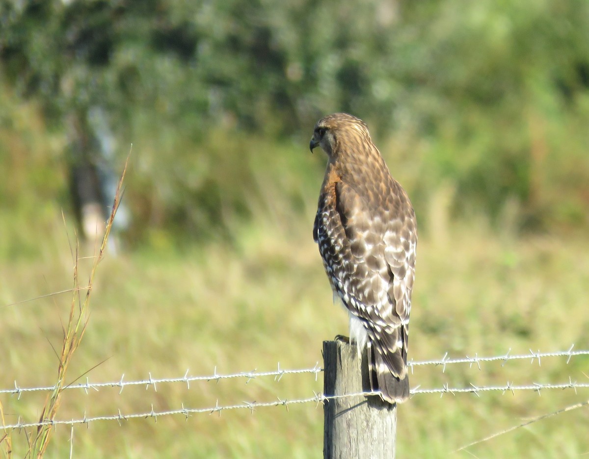 Red-shouldered Hawk - ML644550092