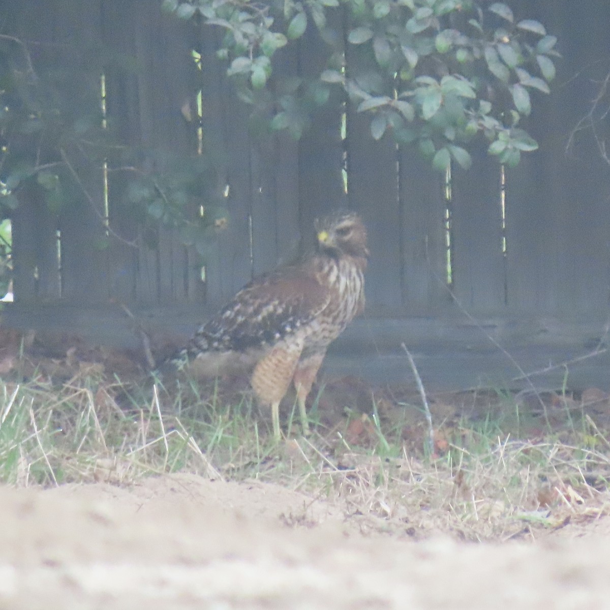 Red-shouldered Hawk - ML644550095
