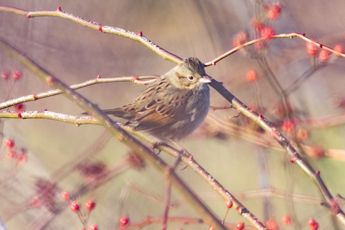 strnadec pruhohlavý - ML644550096