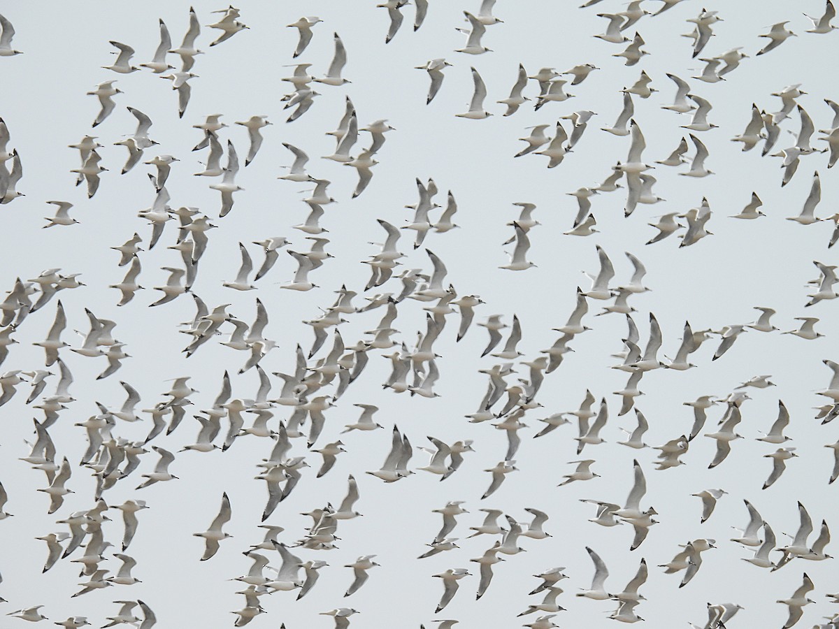 Franklin's Gull - ML644550103