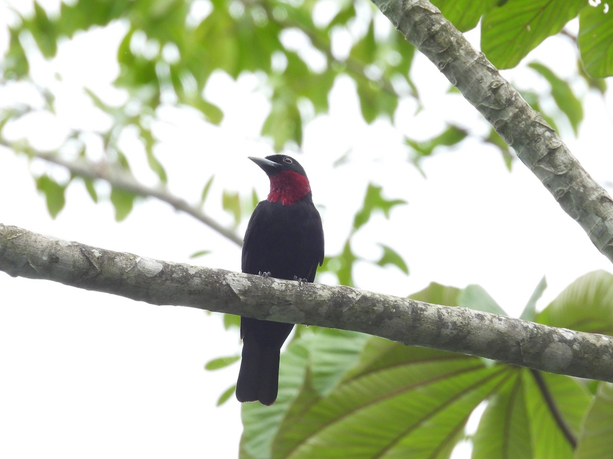 Purple-throated Fruitcrow - ML644550122