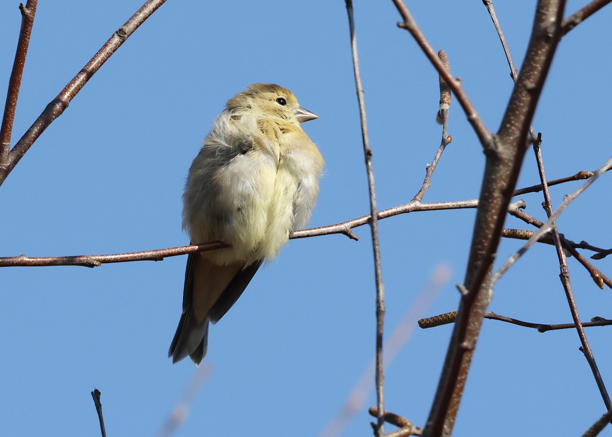 American Goldfinch - ML644550123