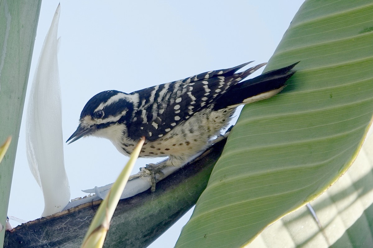 Nuttall's Woodpecker - ML644550124