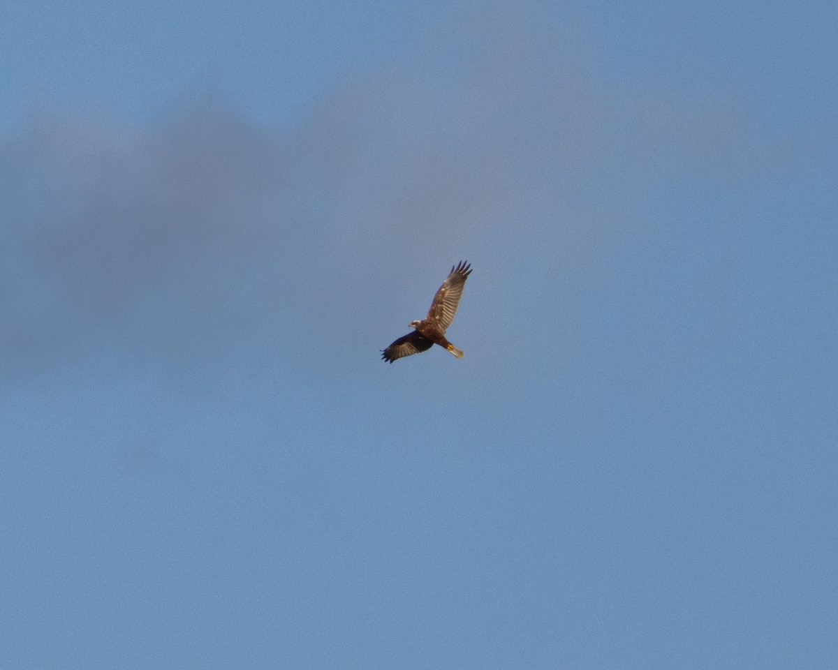 Saz Delicesi - ML644550126