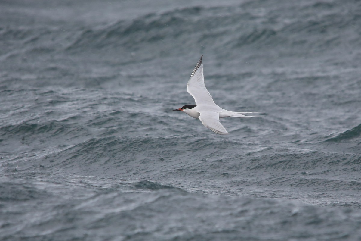 rosenterne - ML644550128