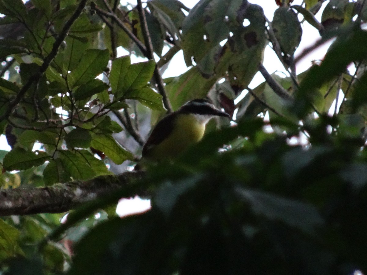 Bienteveo Común - ML644550130