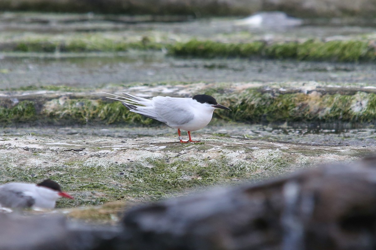 rosenterne - ML644550136