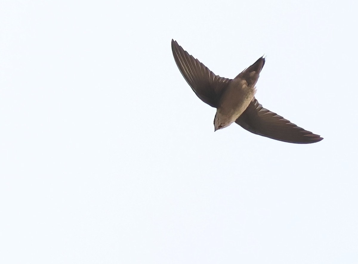 ノドジロハリオアマツバメ - ML644550139