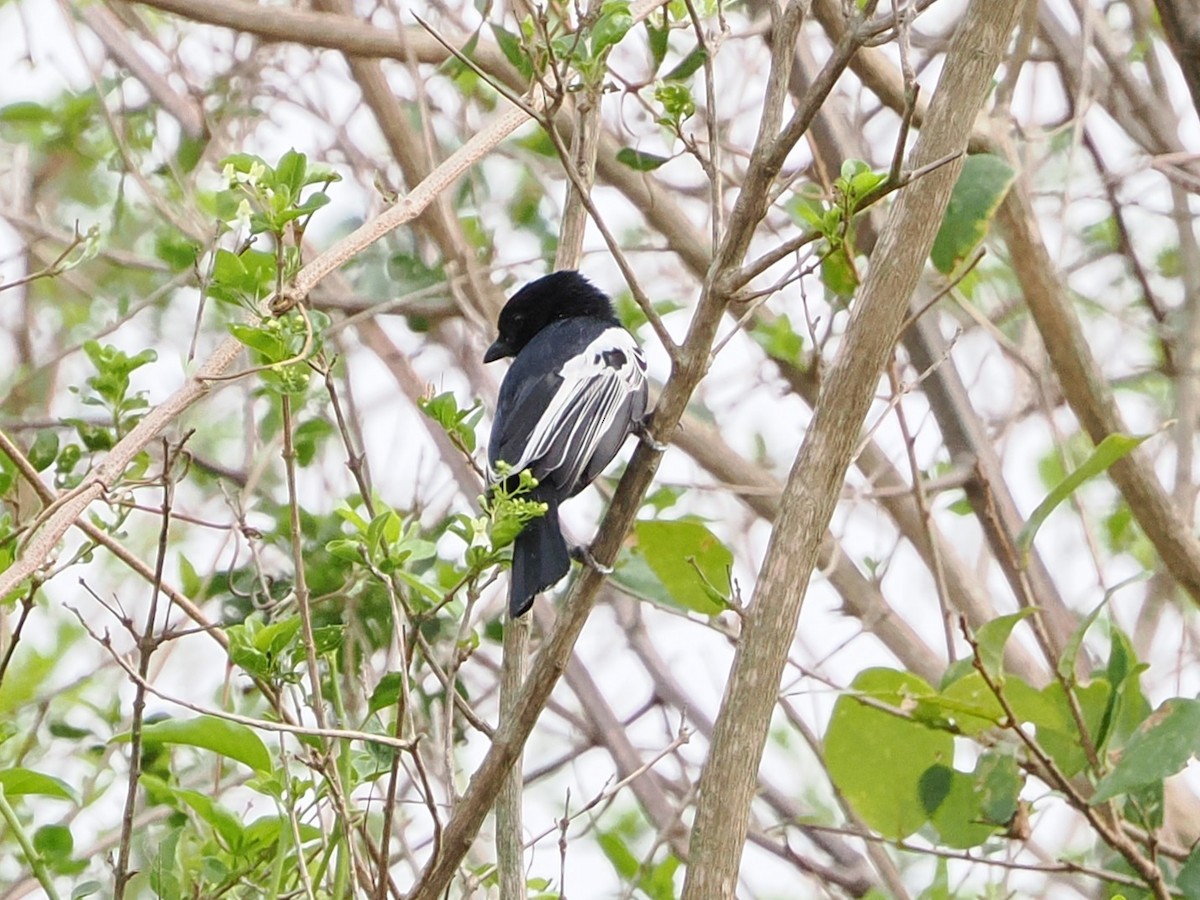 ミナミクロガラ - ML644550140