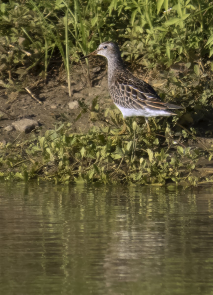 Pectoral Sandpiper - ML644550144