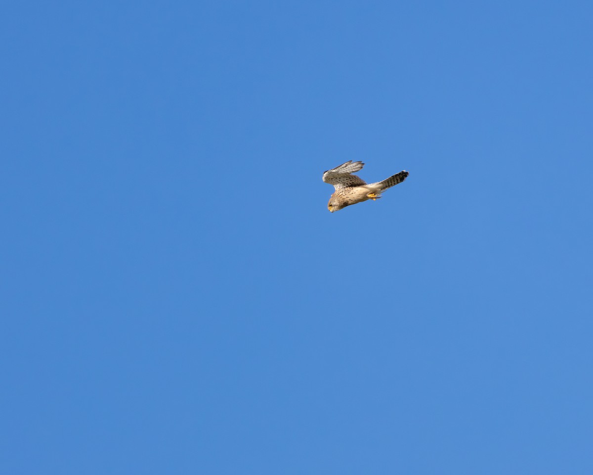 poštolka obecná - ML644550148