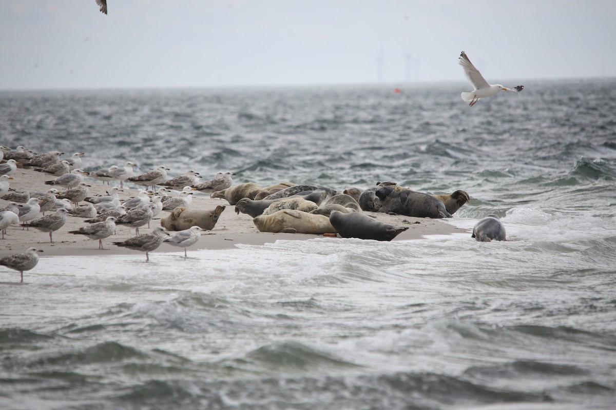 ハイイロアザラシ - ML644550152