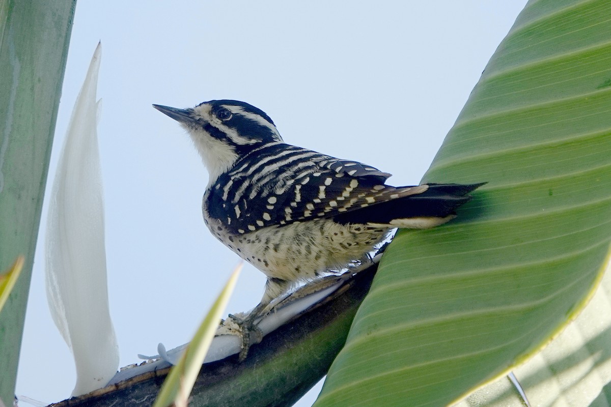Nuttall's Woodpecker - ML644550158