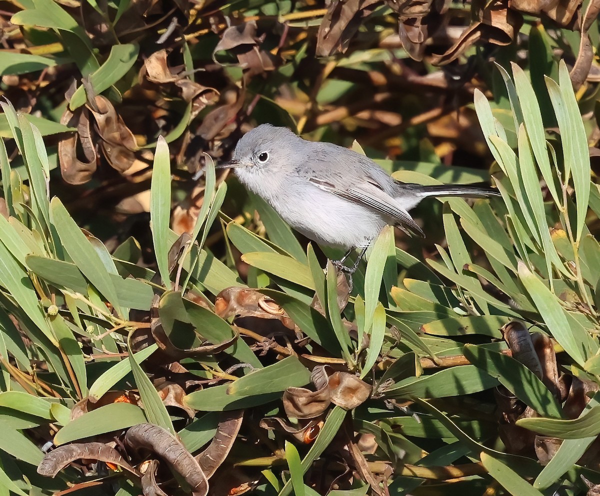 Blue-gray Gnatcatcher - ML644550159