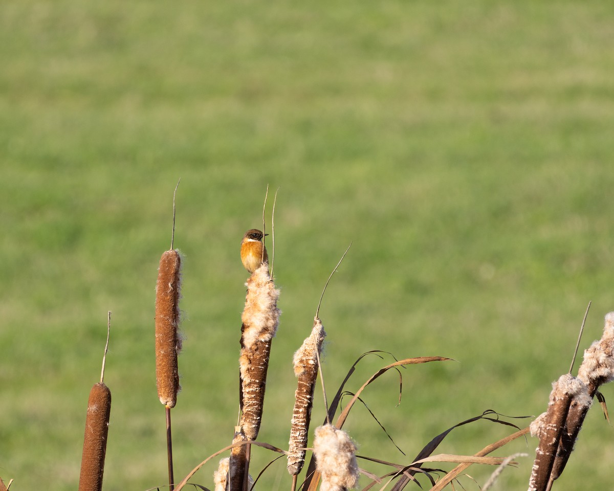 Трав'янка чорноголова - ML644550160