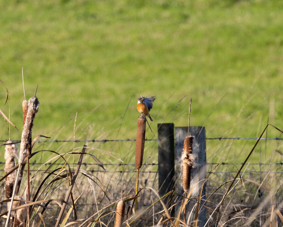 Трав'янка чорноголова - ML644550161