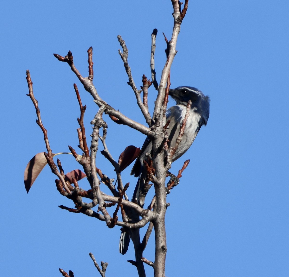 California Scrub-Jay - ML644550163