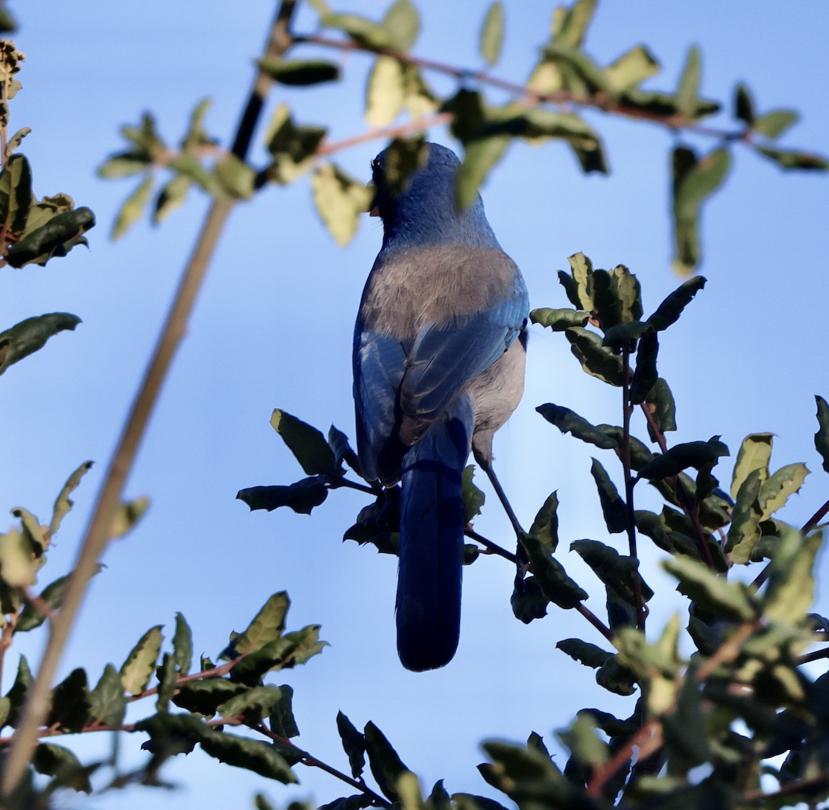 California Scrub-Jay - ML644550164