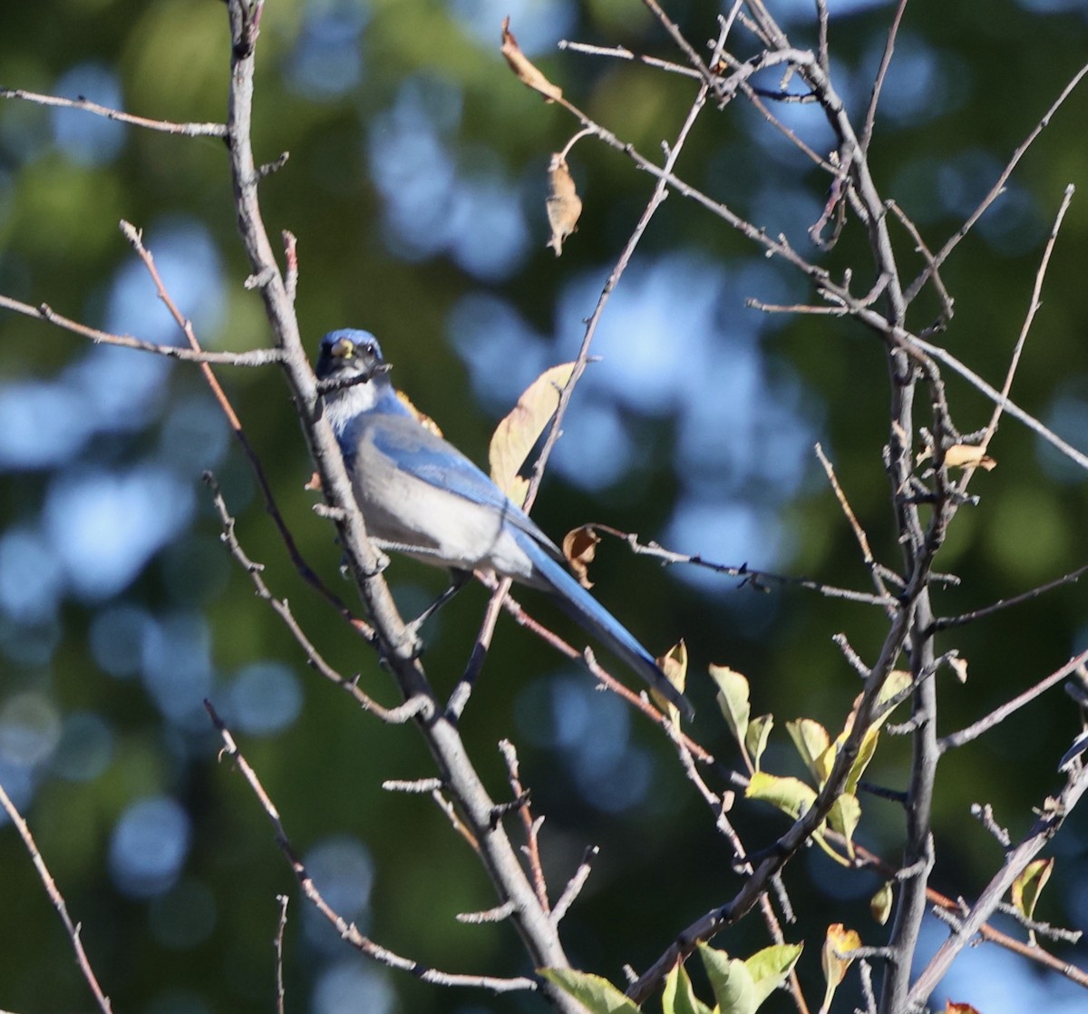 California Scrub-Jay - ML644550165