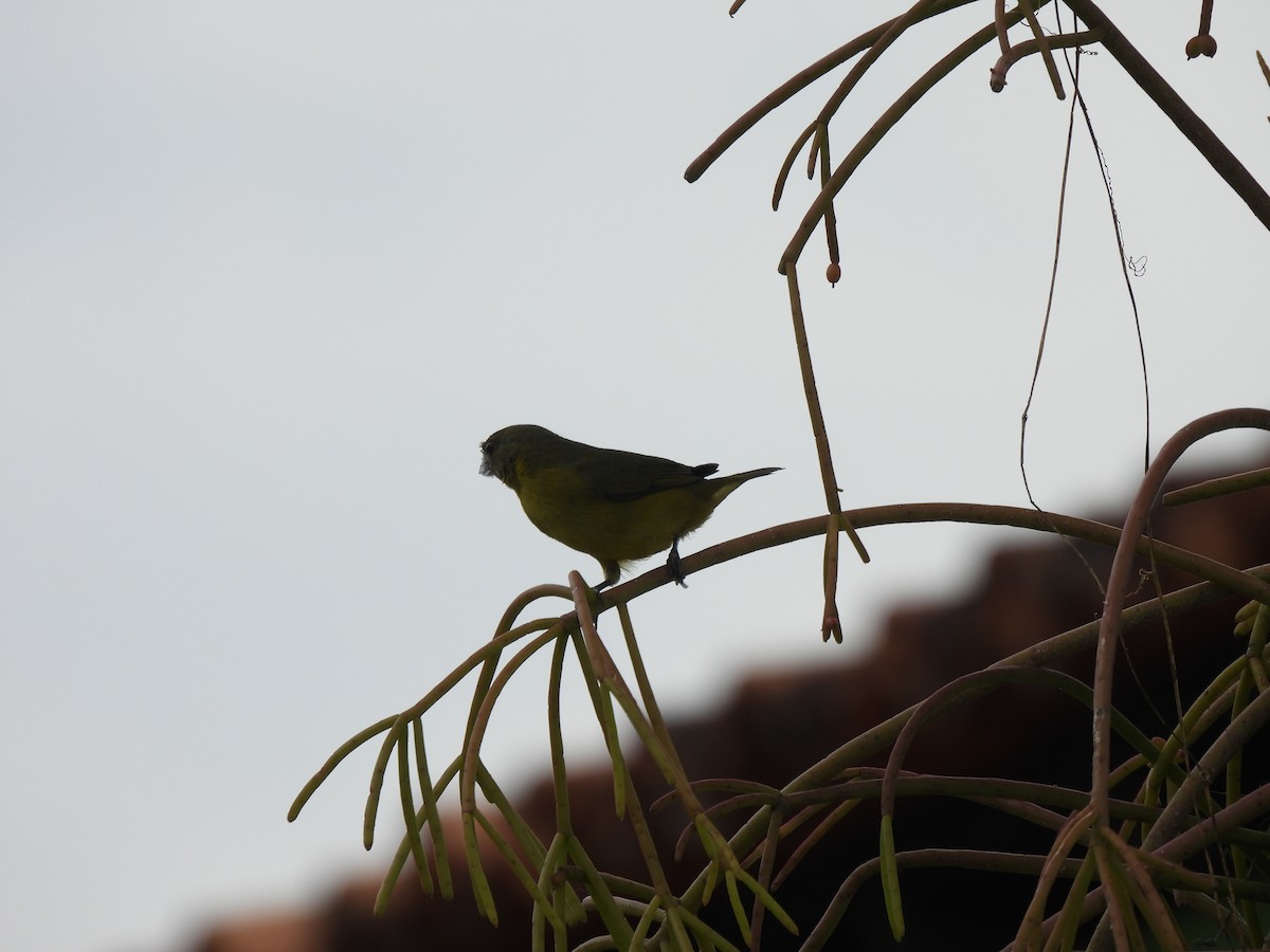 Thick-billed Euphonia - ML644550166