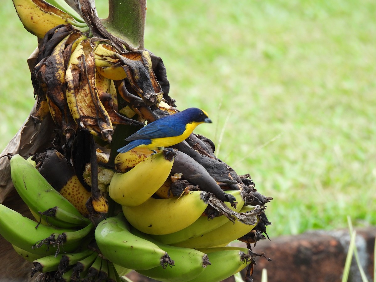 Thick-billed Euphonia - ML644550167
