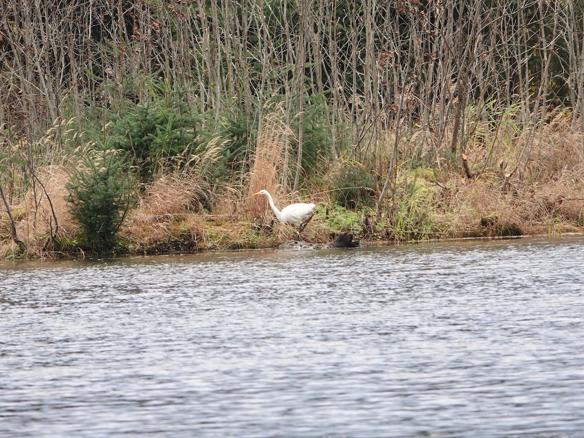 Чапля велика - ML644550191