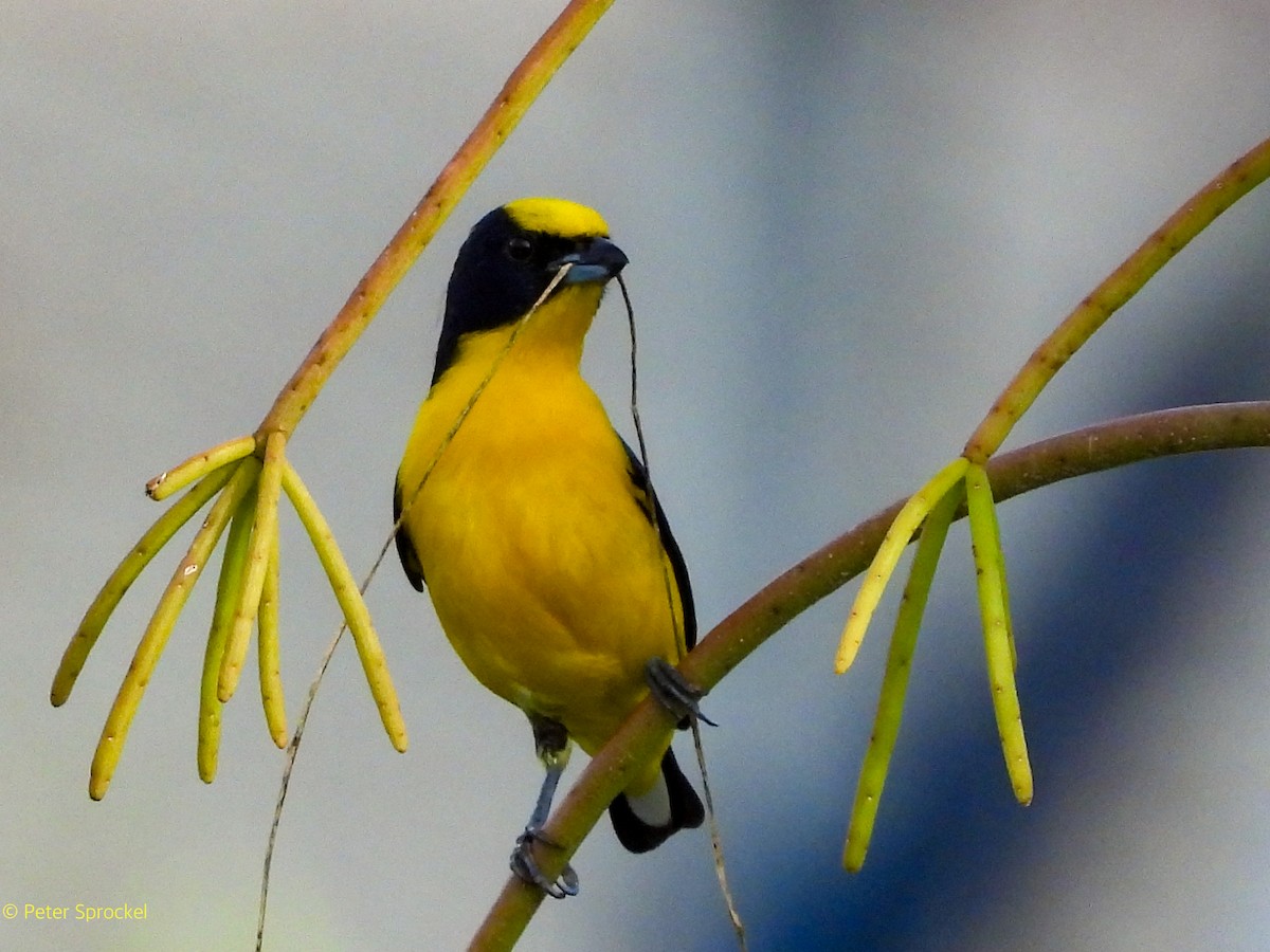 Thick-billed Euphonia - ML644550212